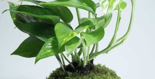 Radionica izrade visećeg vrta – Kokedama